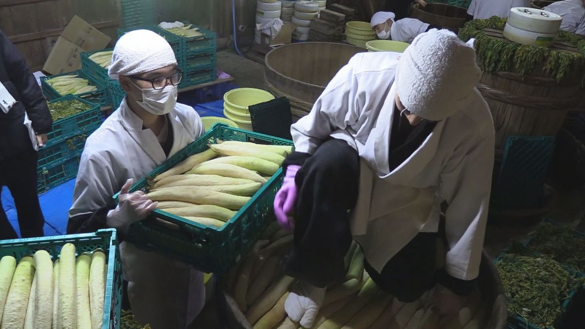 冬の風物詩 大本山永平寺でたくあん漬け 来年の夏の暑さ見越して塩を多めに