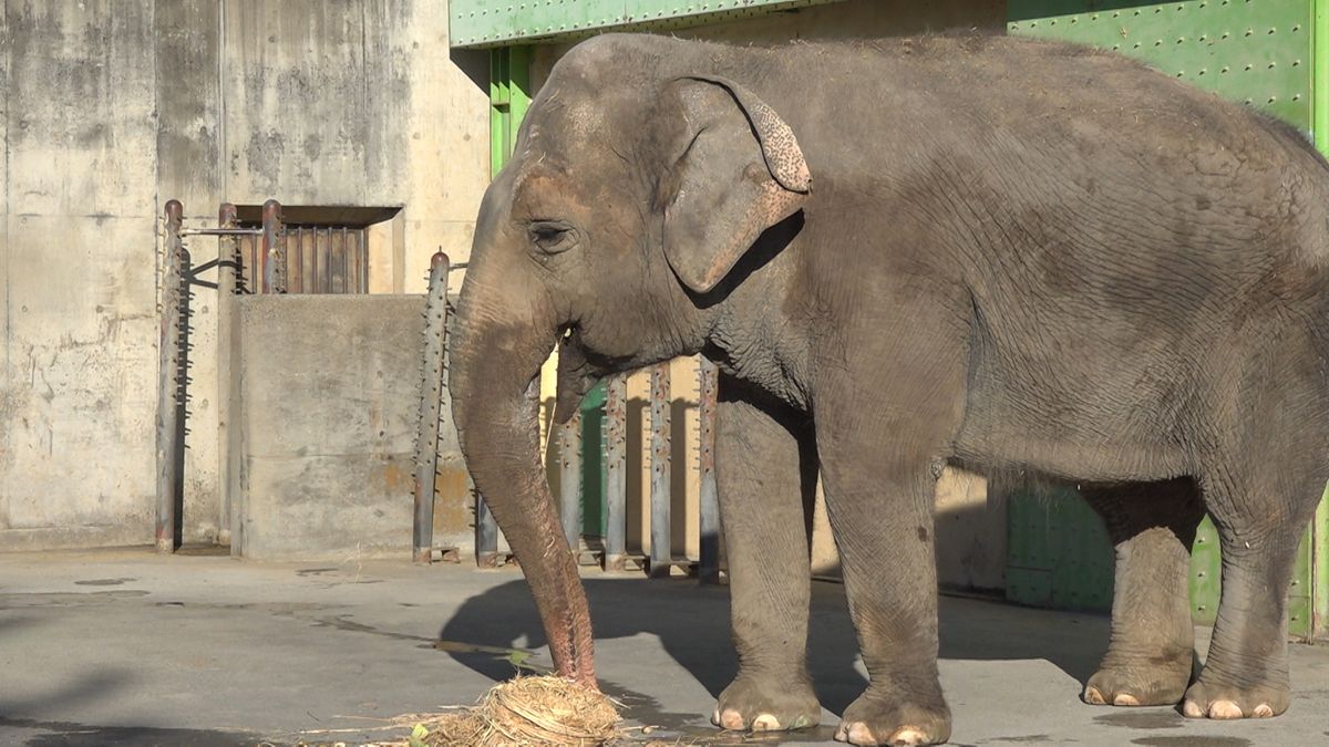 ゾウに手作りケーキをプレゼント 休園中の甲府市立動物園でクリスマスイベント 山梨県