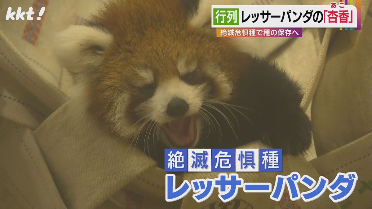 レッサーパンダの赤ちゃん｢杏香｣が誕生