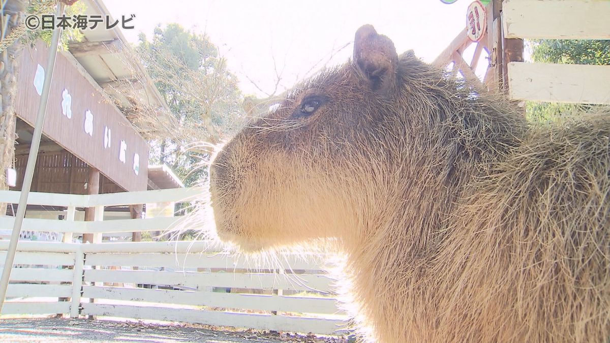 冬の風物詩はお預け…カピバラも戸惑い　季節外れの暖かさで　プールには“お湯”ではなく“水”　鳥取県米子市