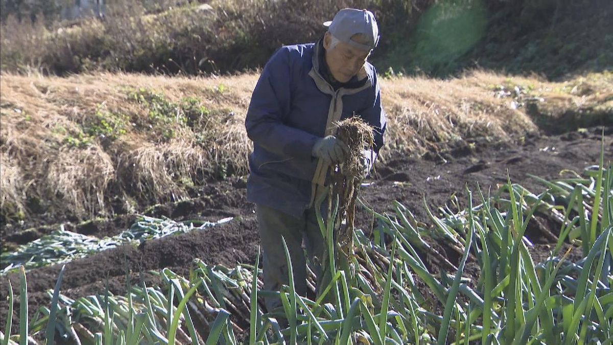 岐阜・高山市の特産「飛騨のりくらねぎ」の収穫ピーク　鍋物におすすめ