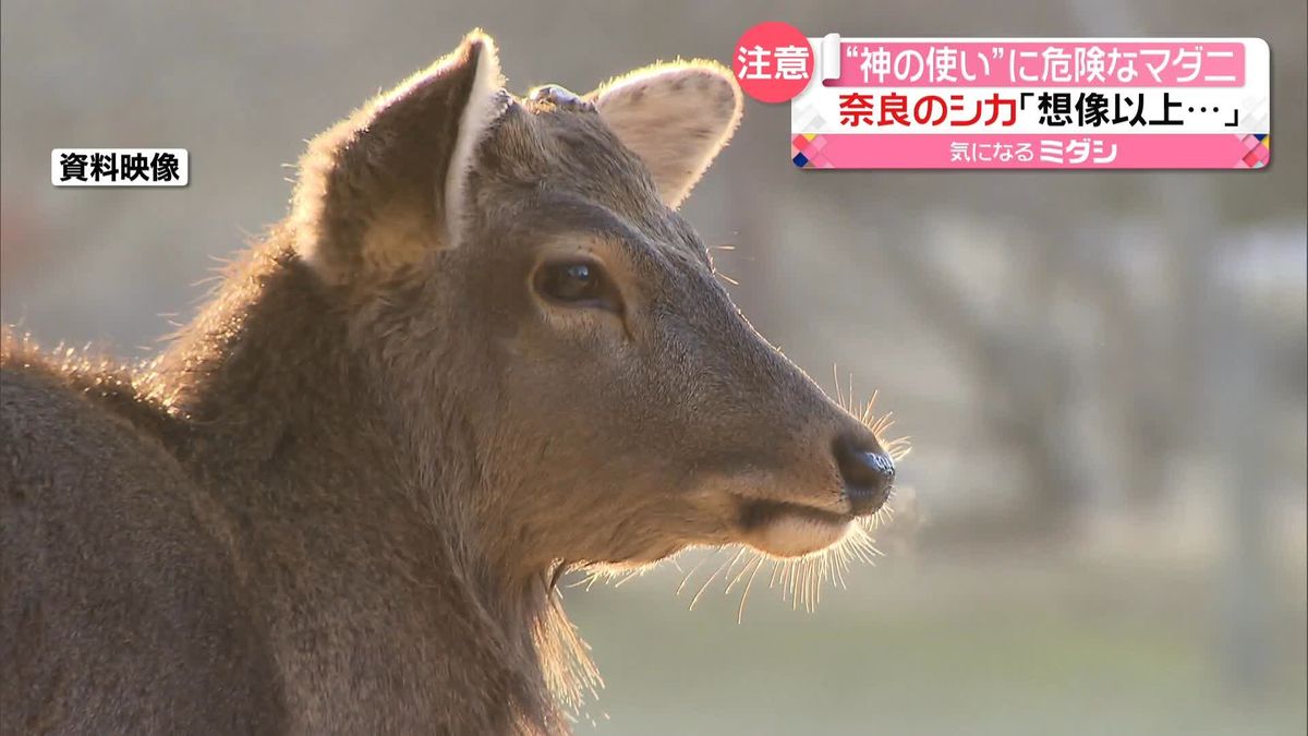 奈良公園の“神の使い”に危険なマダニ　「可愛いので触っちゃうんですが…」警告ツイート