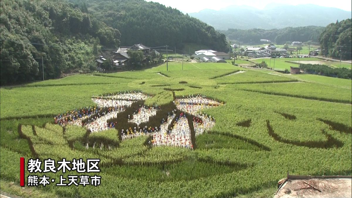 心洗われる　田んぼアートに何願う？天草市