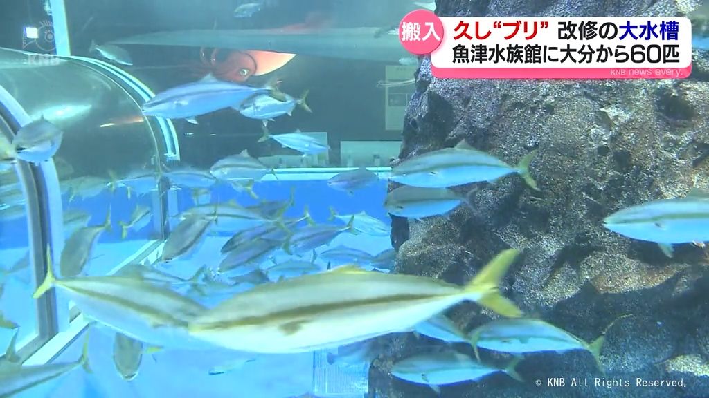 久し〝ブリ″　改修の大水槽に雄姿戻る　富山・魚津水族館