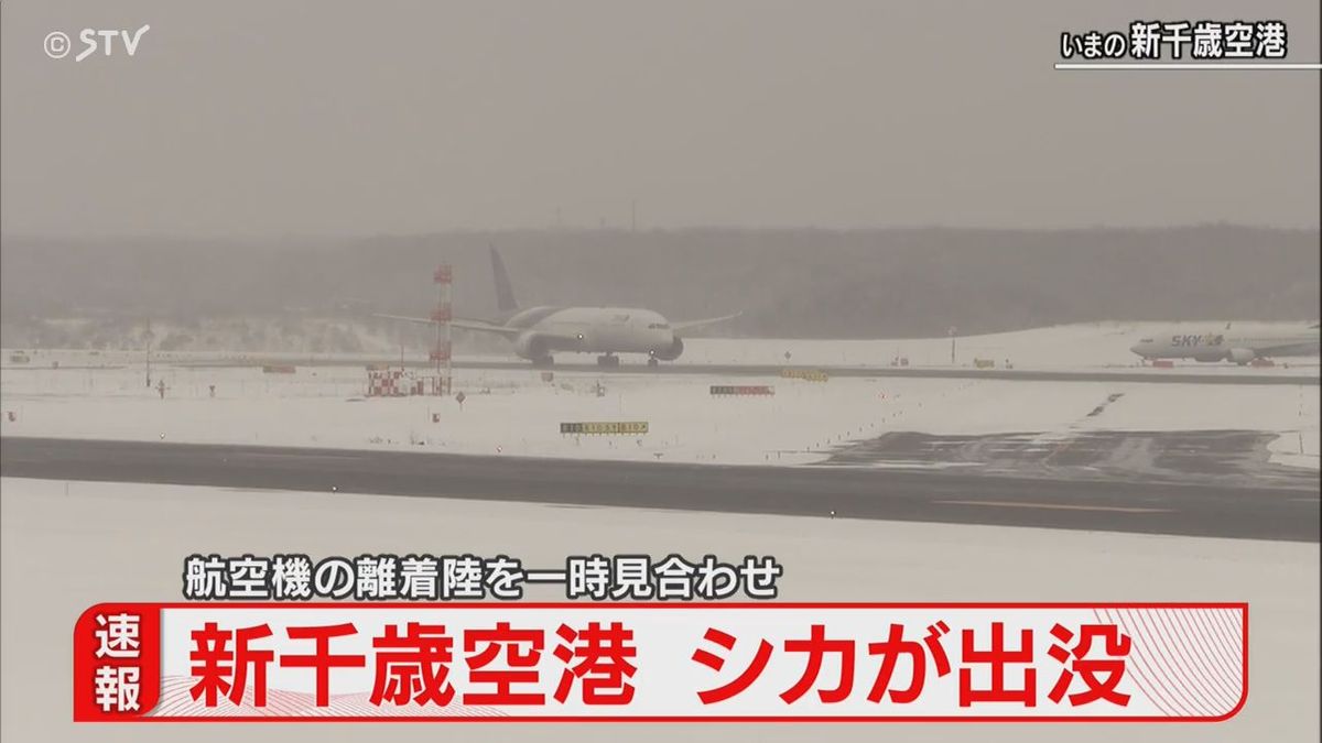 新千歳空港滑走路にシカ２頭　一時滑走路閉鎖…遅れも　安全が確認され運用再開　北海道