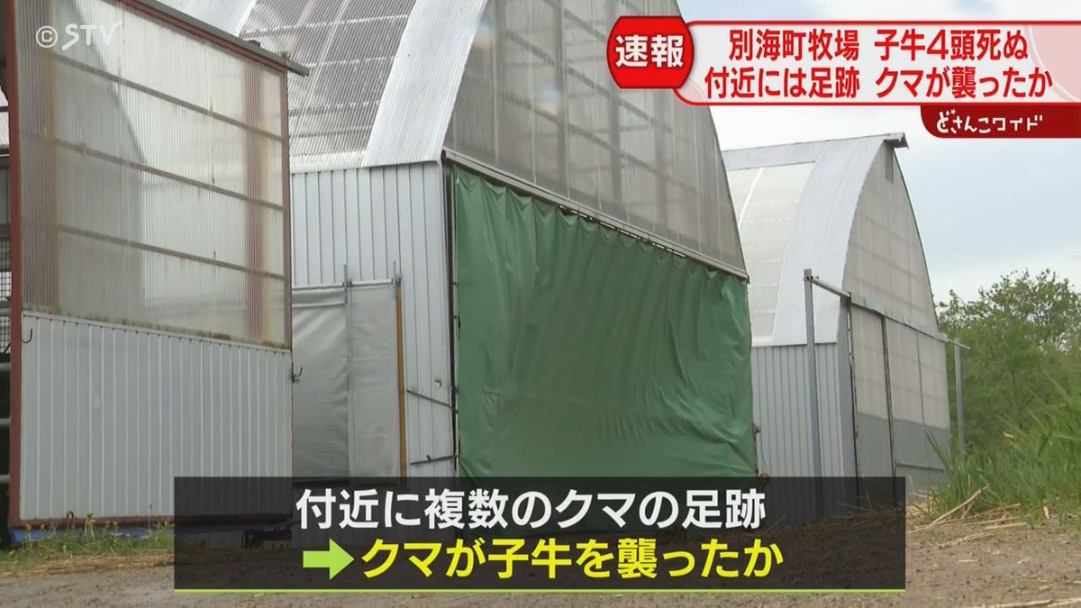 「かみ傷と引っかき傷があった」牧場で子牛４頭が死ぬ　クマに襲われたか　ほか４頭けが　北海道