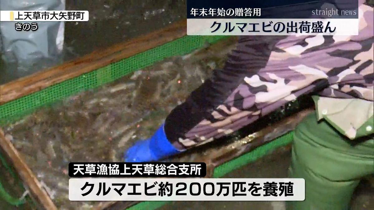 年末年始の贈答用にクルマエビの出荷がピーク「まずは刺身で食べて…」　