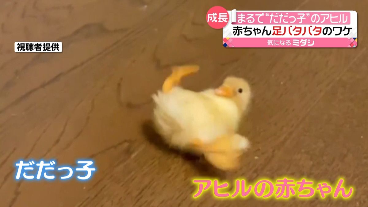 だだっ子！？アヒルの赤ちゃん、足バタバタ