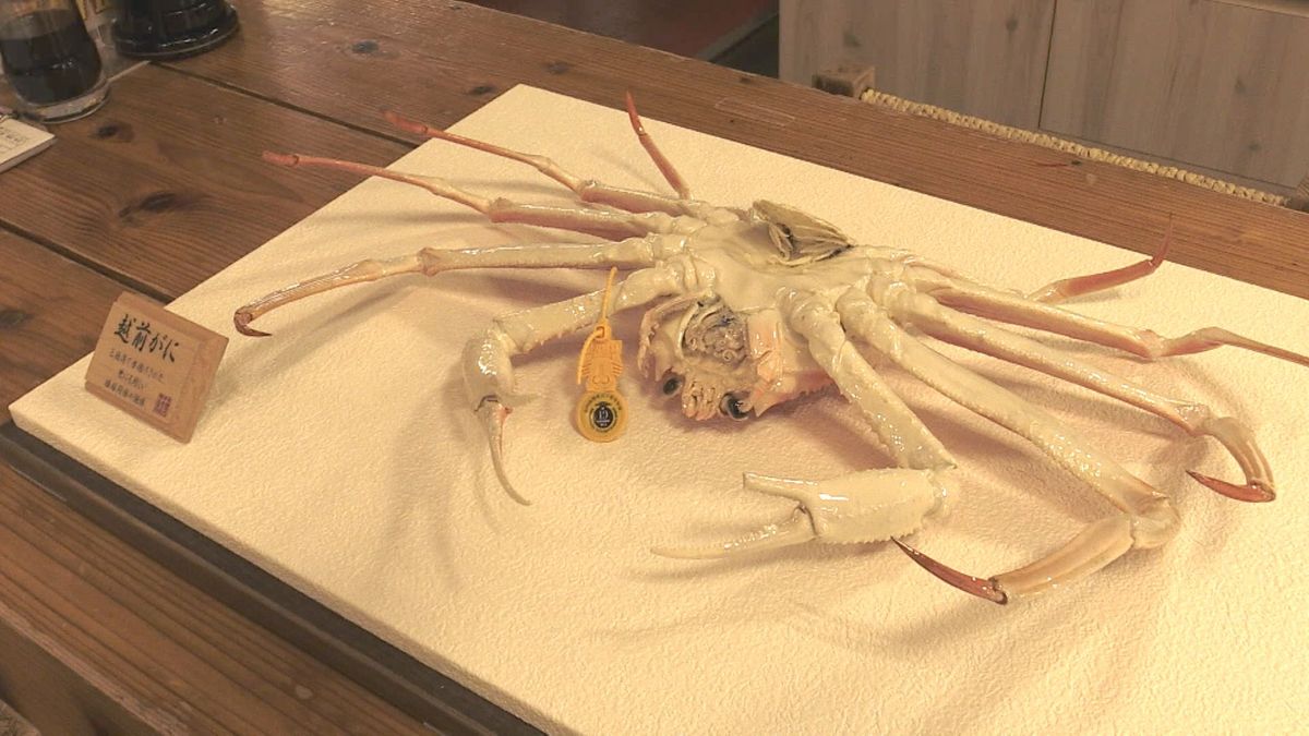 剥製にして"招きガニ”に　激レア、雌雄合体!?の越前がに　鮮魚店で展示始まる　昨シーズン三国港で水揚げ