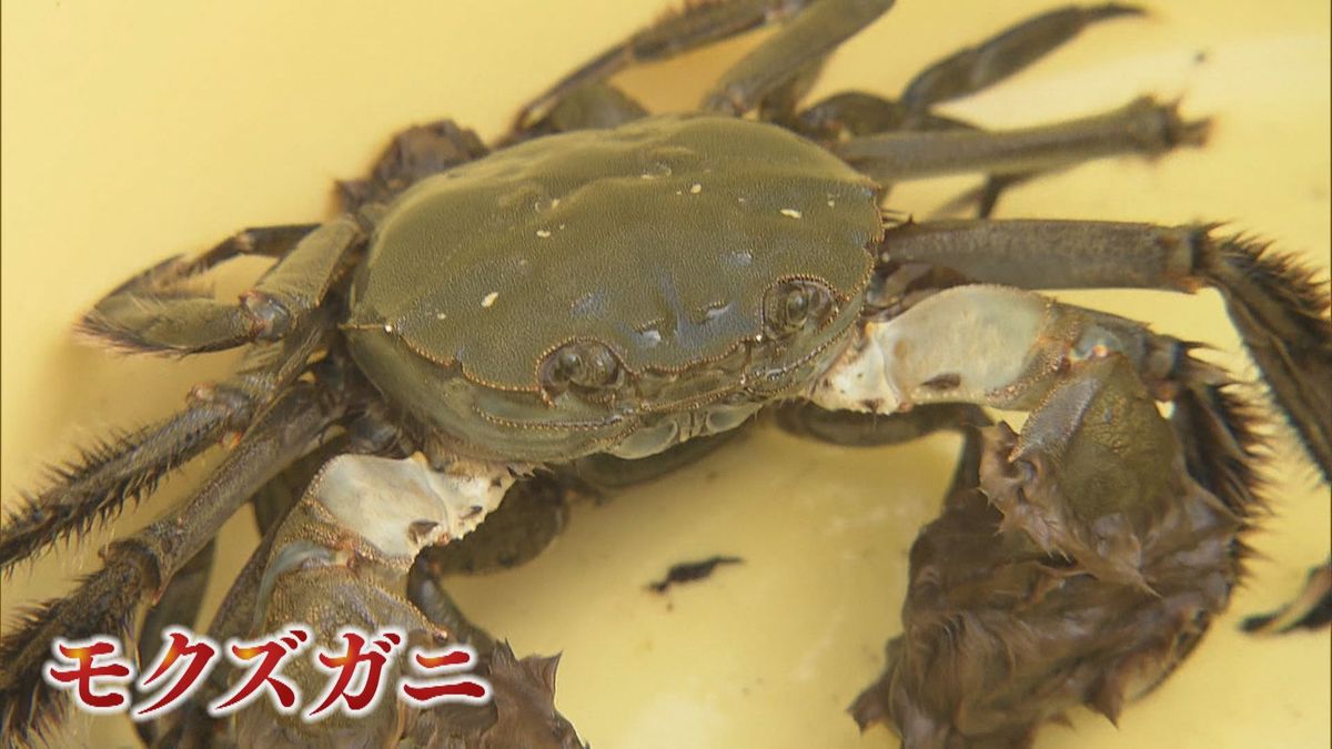 カニ汁や唐揚げに…秋の風物詩“モクズガニ漁”が最盛期～山口市～来年3月末まで