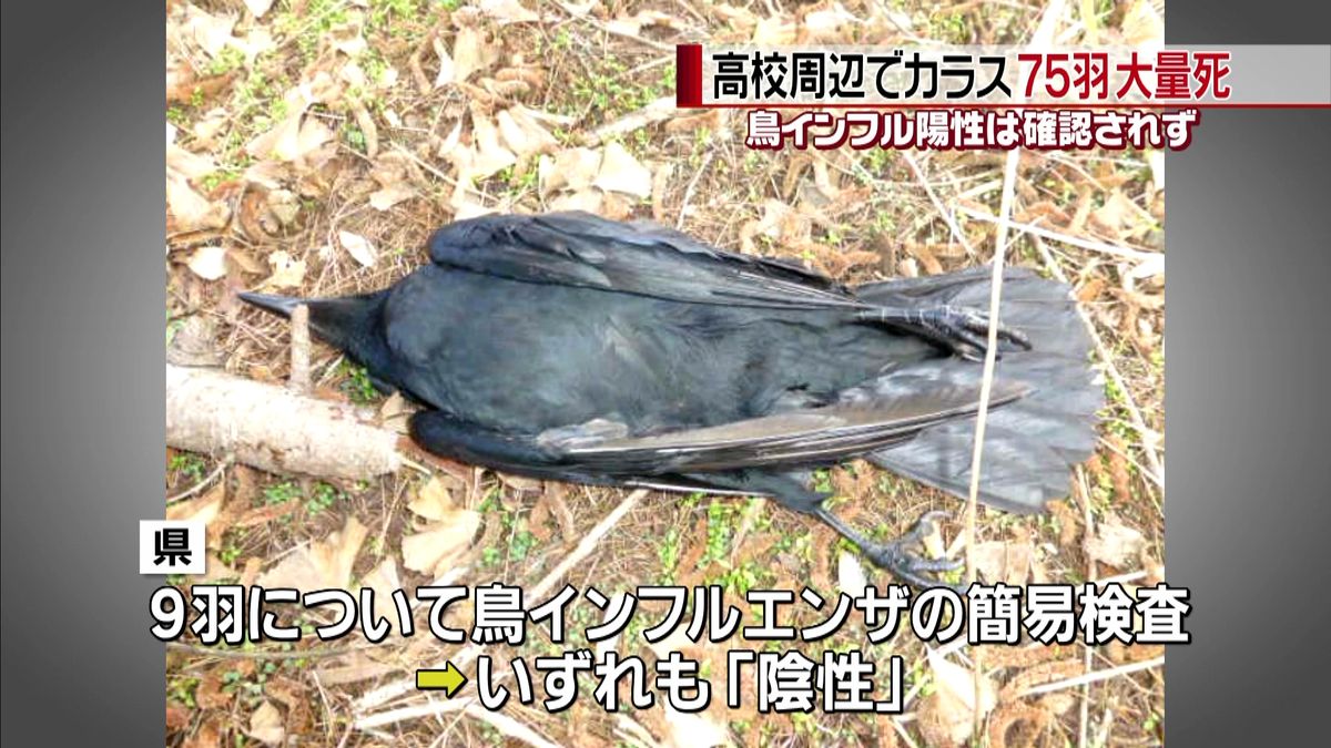 福島でカラス大量死　鳥インフル陰性反応も