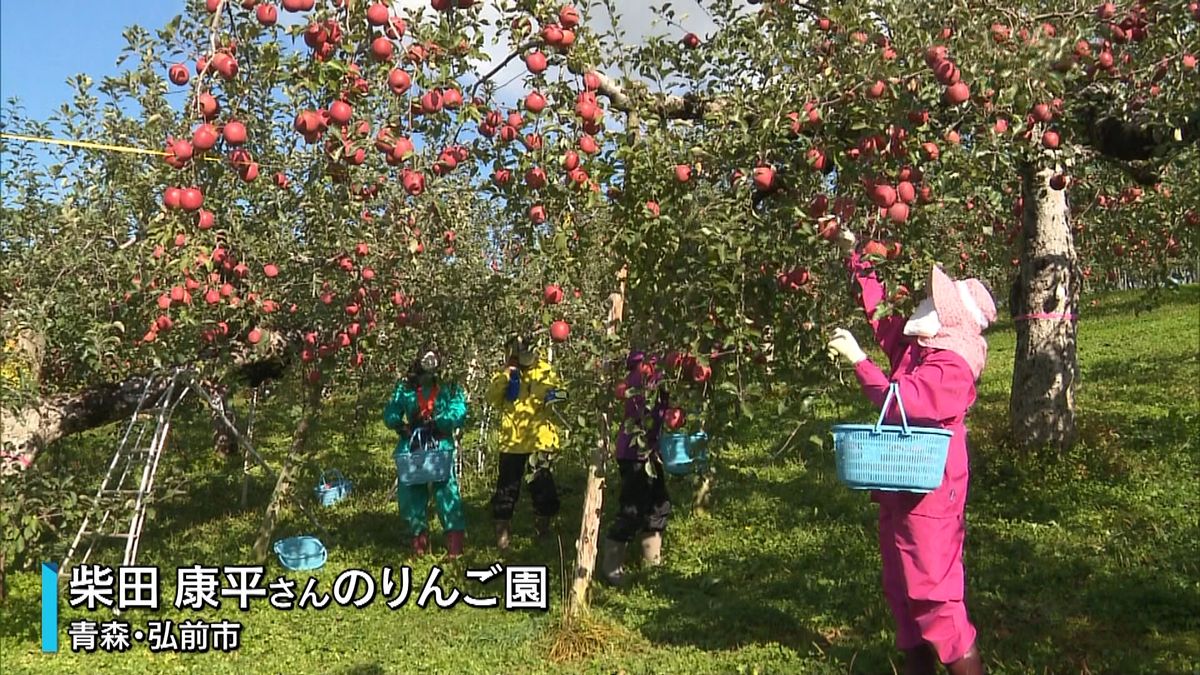 りんご「ふじ」収穫始まる　青森・弘前市