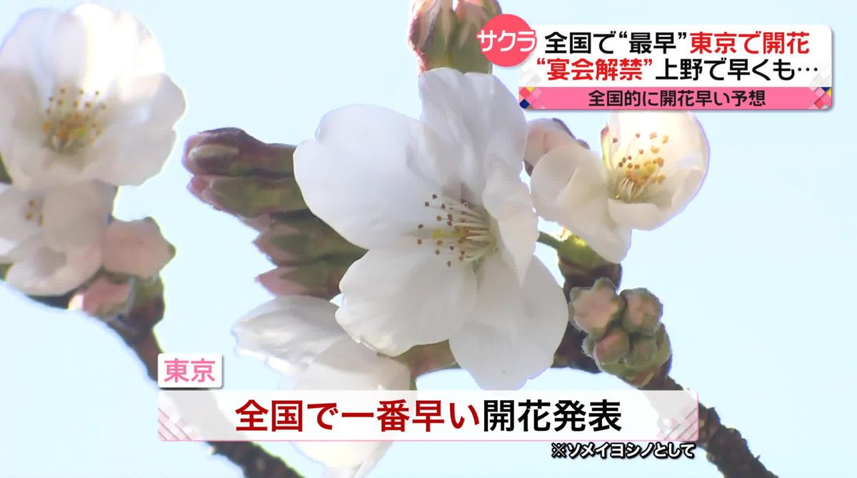 全国で最も早く東京で桜開花　“宴会解禁”で予算は倍増？お花見弁当は“高級化”