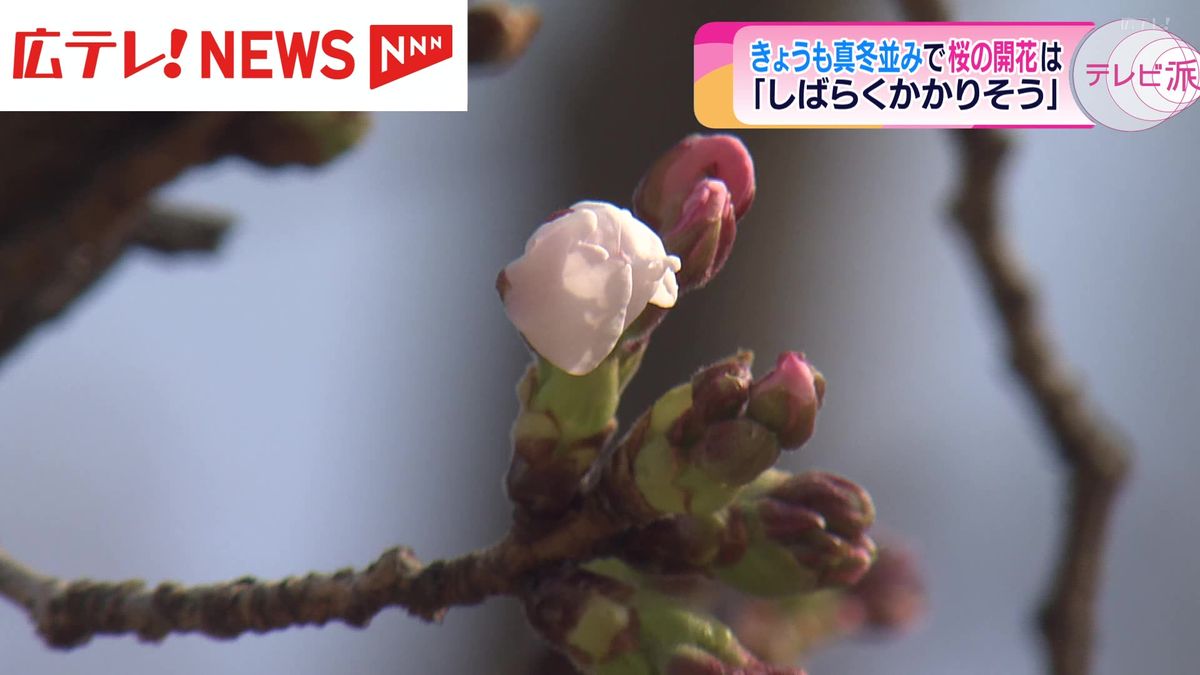 広島県内は真冬並みの寒さ　桜の開花も「しばらくかかりそう」
