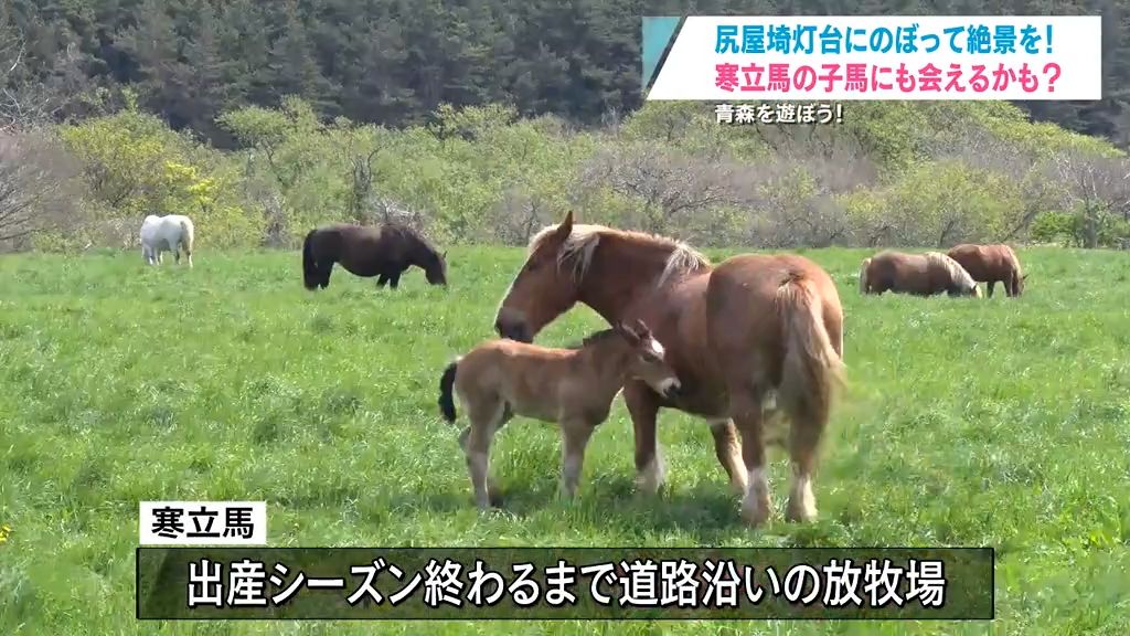 青森を遊ぼう！②　太平洋と津軽海峡の境目に立つ灯台からの絶景　寒立馬の子馬に会おう！