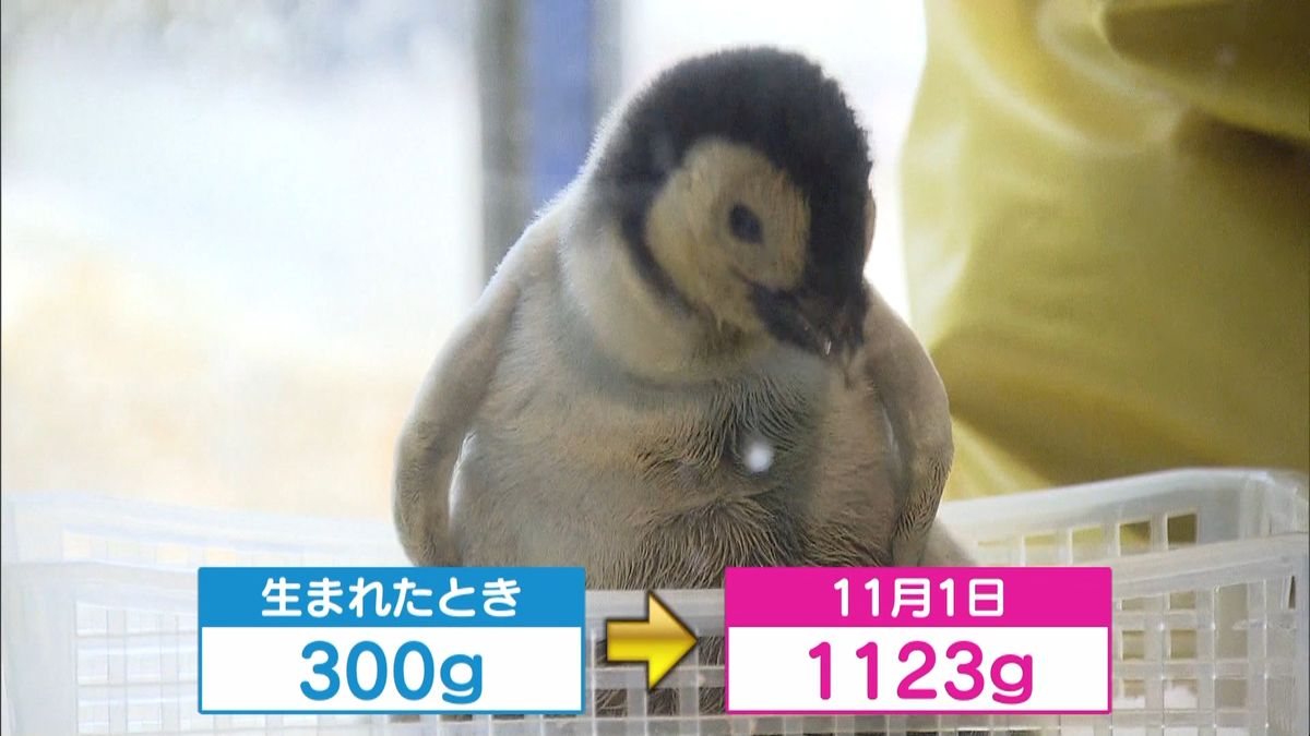 ペンギンの赤ちゃん体重測定　順調に成長！