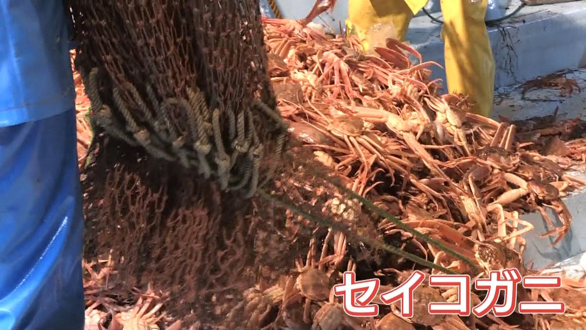 港町に活気を…冬の味覚「越前がに漁」解禁