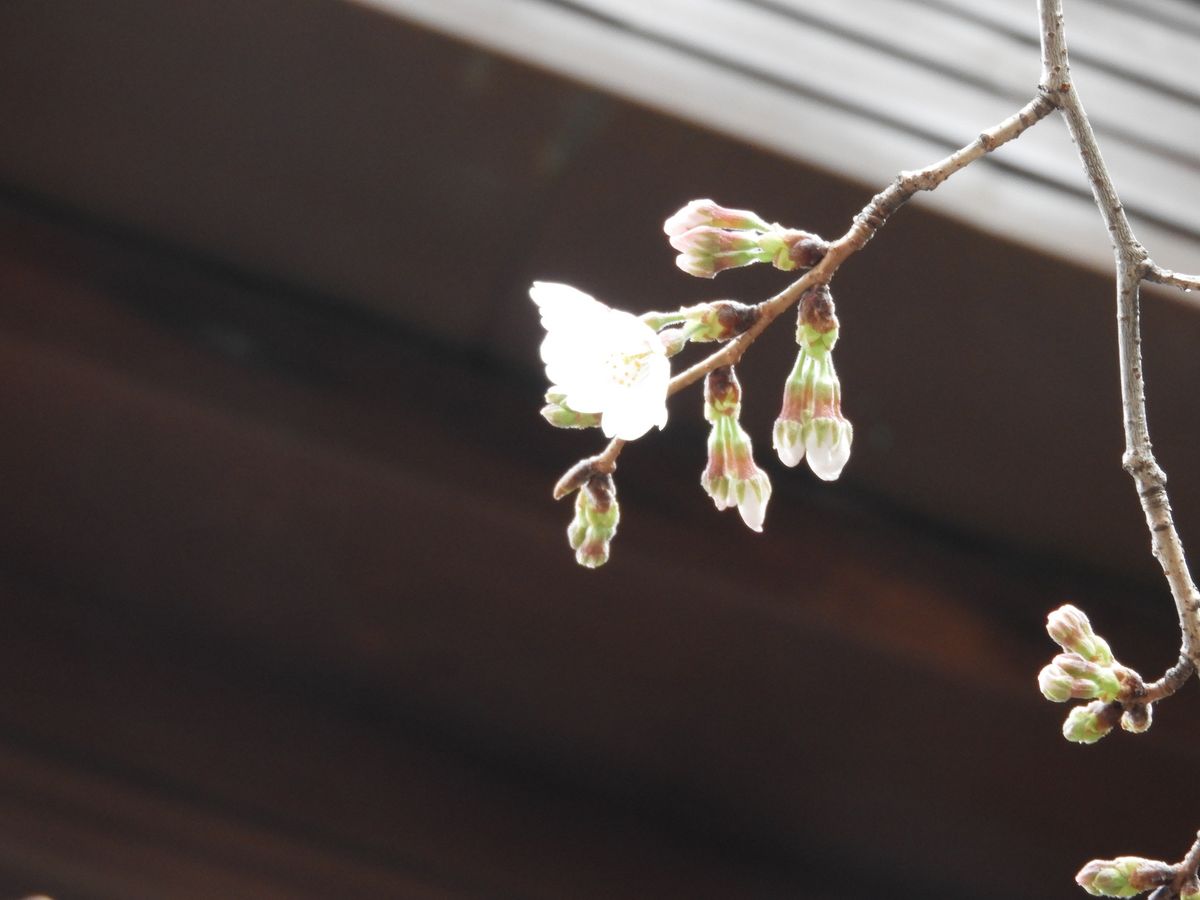 東京の桜は開花まで秒読み　13日(月)午後発表されれば過去最早記録更新に