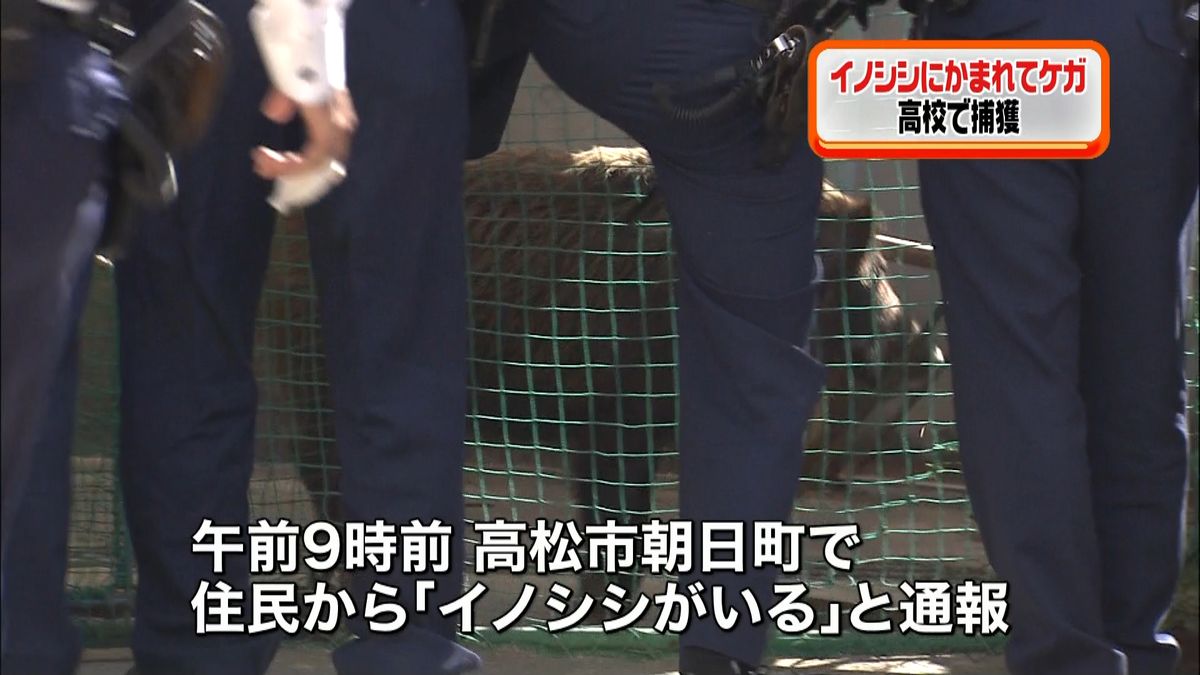 香川・高松市にイノシシ出没　高校で捕獲