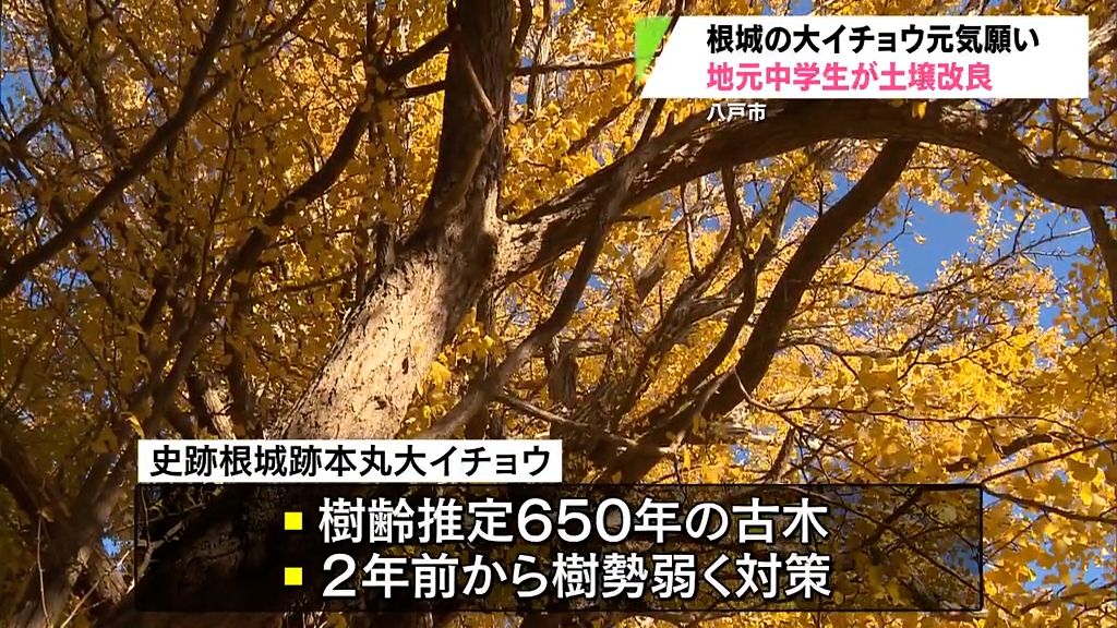 根城の大イチョウ元気願い　地元の中学生が土壌改良を手伝い　青森県八戸市