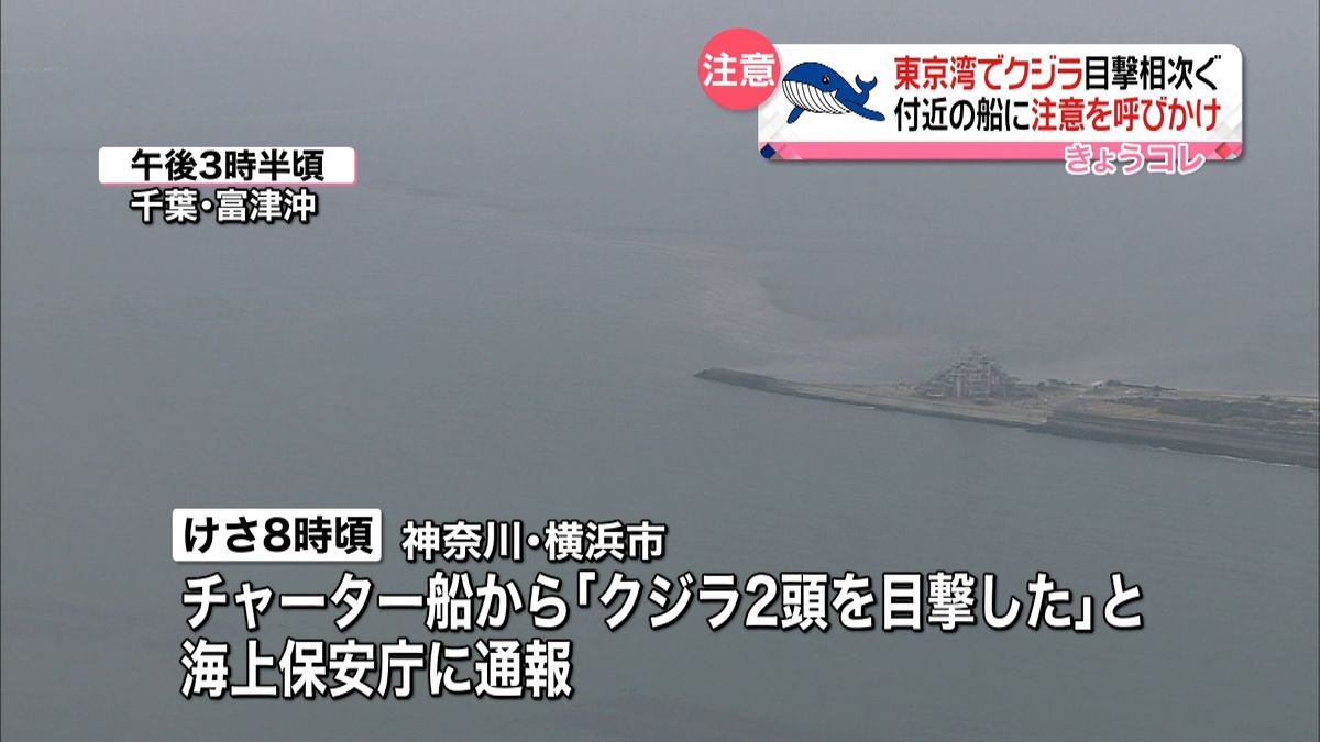 東京湾でクジラの目撃情報相次ぐ