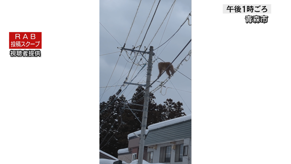 「46年住んで初めて」青森県青森市の住宅地でサル出没相次ぐ　除雪作業中に突然電線の上を…