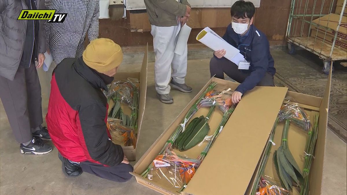 “極楽鳥”にも似た人気の観葉植物「ストレリチア」年末年始出荷前に恒例「目ぞろえ会」開催（静岡・南伊豆町）