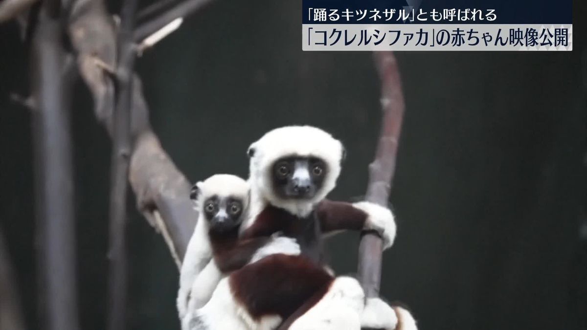 キツネザルの一種「コクレルシファカ」の赤ちゃん　イギリスの動物園が映像公開