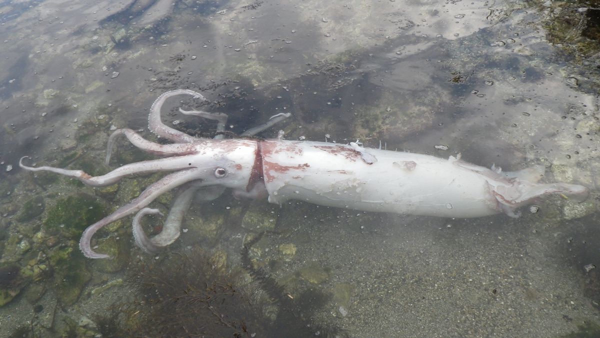 9日に発見されたダイオウイカ（竹野スノーケルセンター 提供）