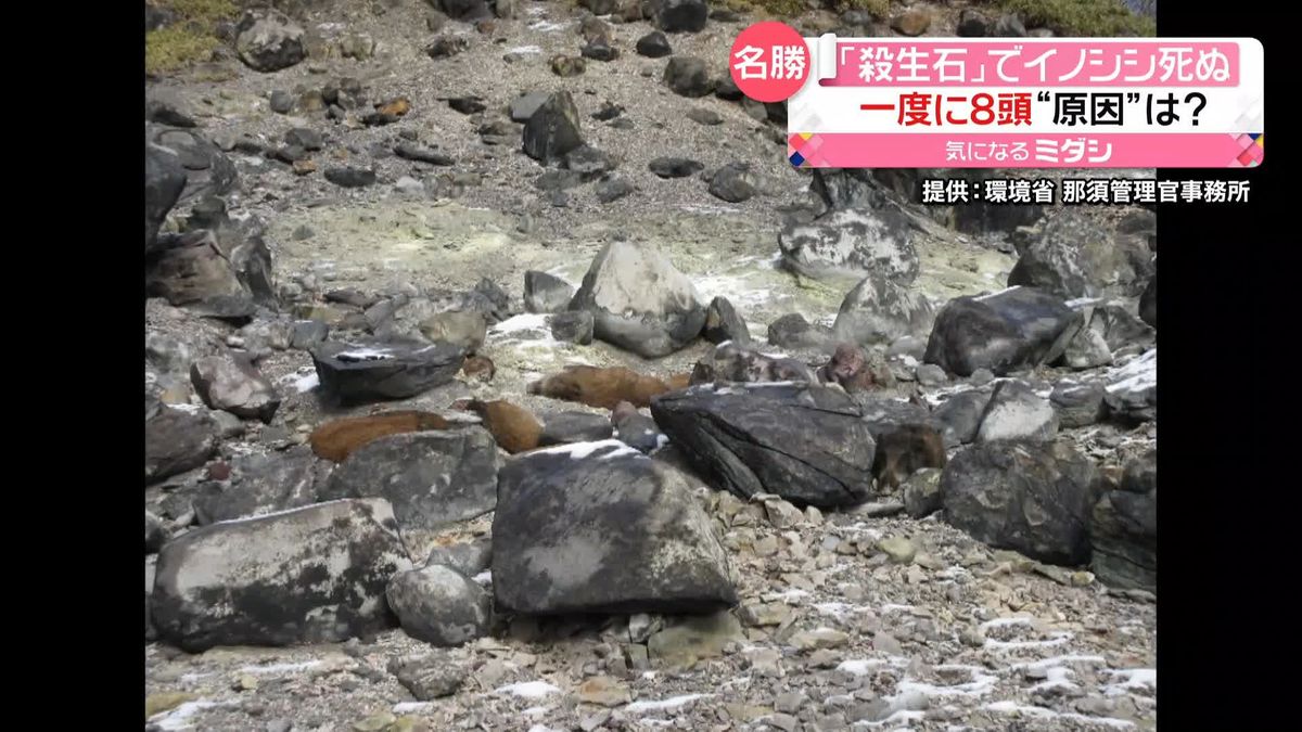 「殺生石」にイノシシの死がい発見　一度に8頭…原因は？　栃木・那須町