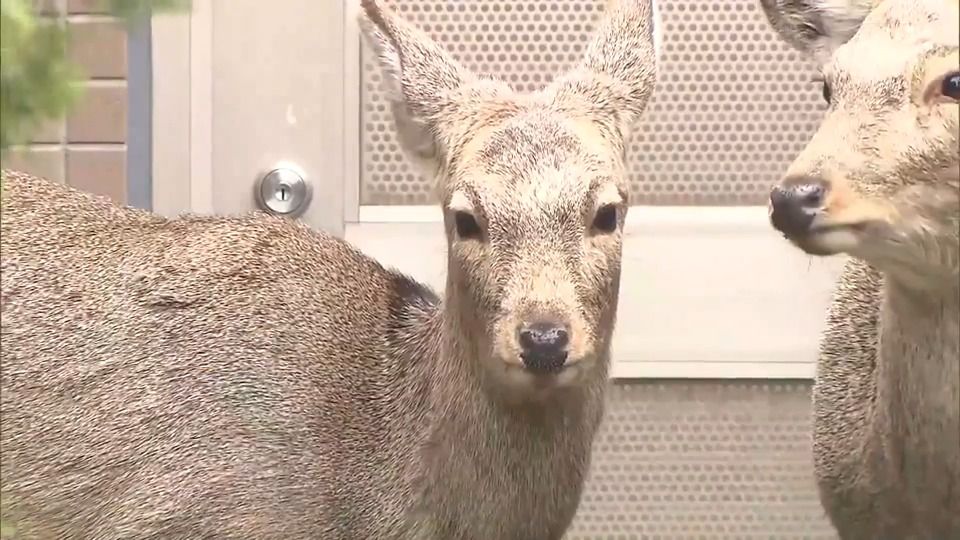 札幌市内でシカの出没が相次ぐ　マンション敷地内にとどまる2頭「迷い込んできた可能性が高い」