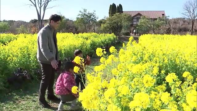 ひと足早い春の景色　早咲きの「菜の花」大神ファームで満開に　大分