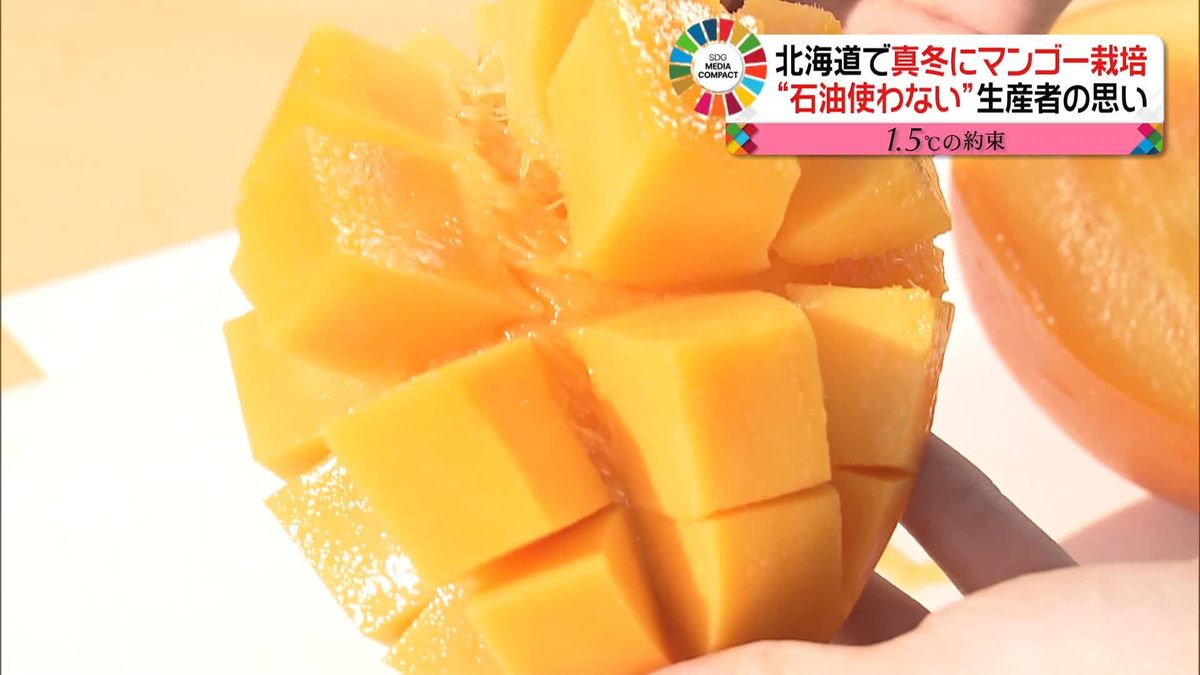 北海道で真冬に「マンゴー」収穫　温泉と“秘策”で温度調節
