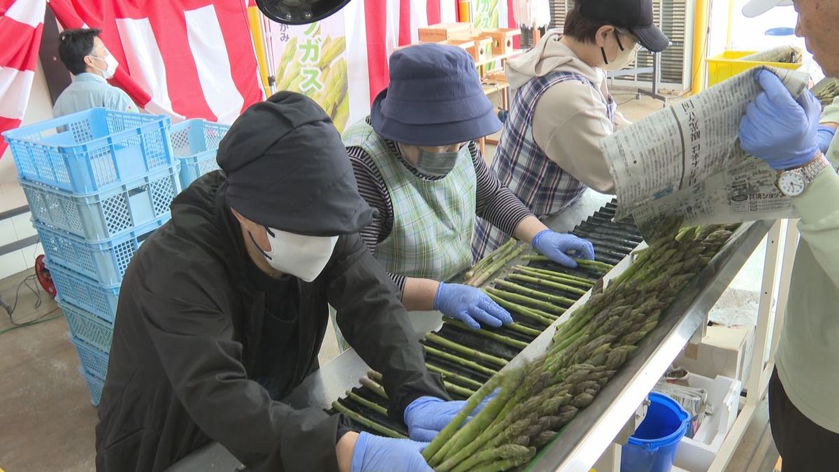 霜被害もなく生育は順調　山形県内一の生産量　最上町でアスパラガスの出荷式