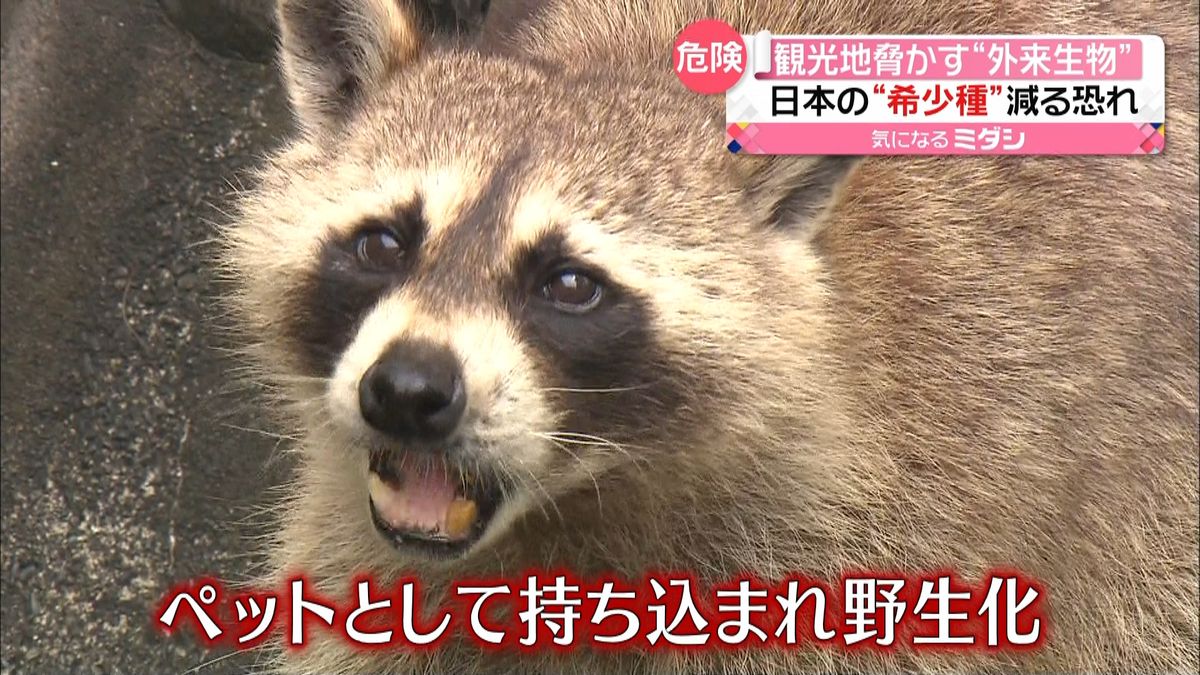 「サンショウウオへの食害が…」熊本で“外来生物”アライグマの目撃相次ぐ…観光地の渓谷でも