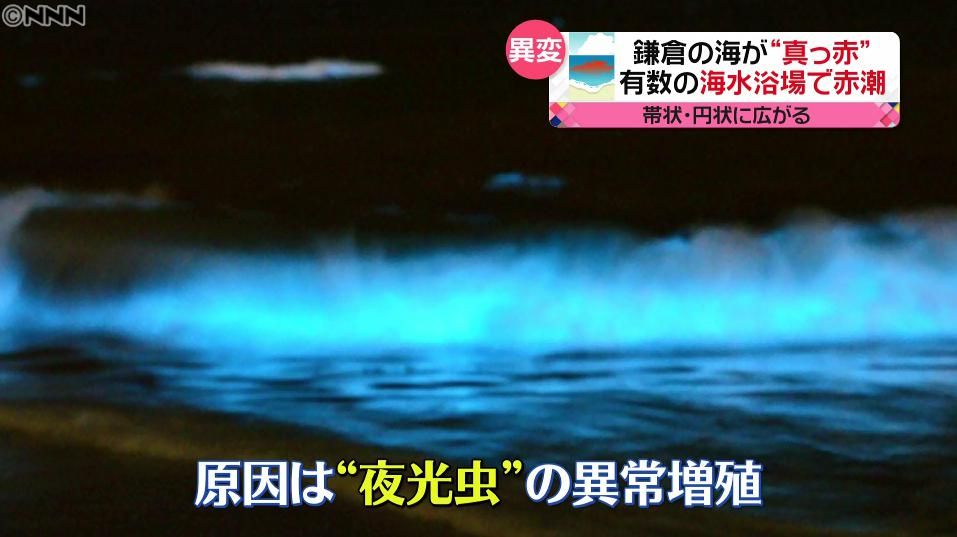 鎌倉の海、夜に光る？“赤潮”に期待の声も