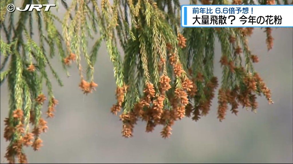 徳島県内は2024年の6・6倍！2025年の花粉の飛散量は【徳島】