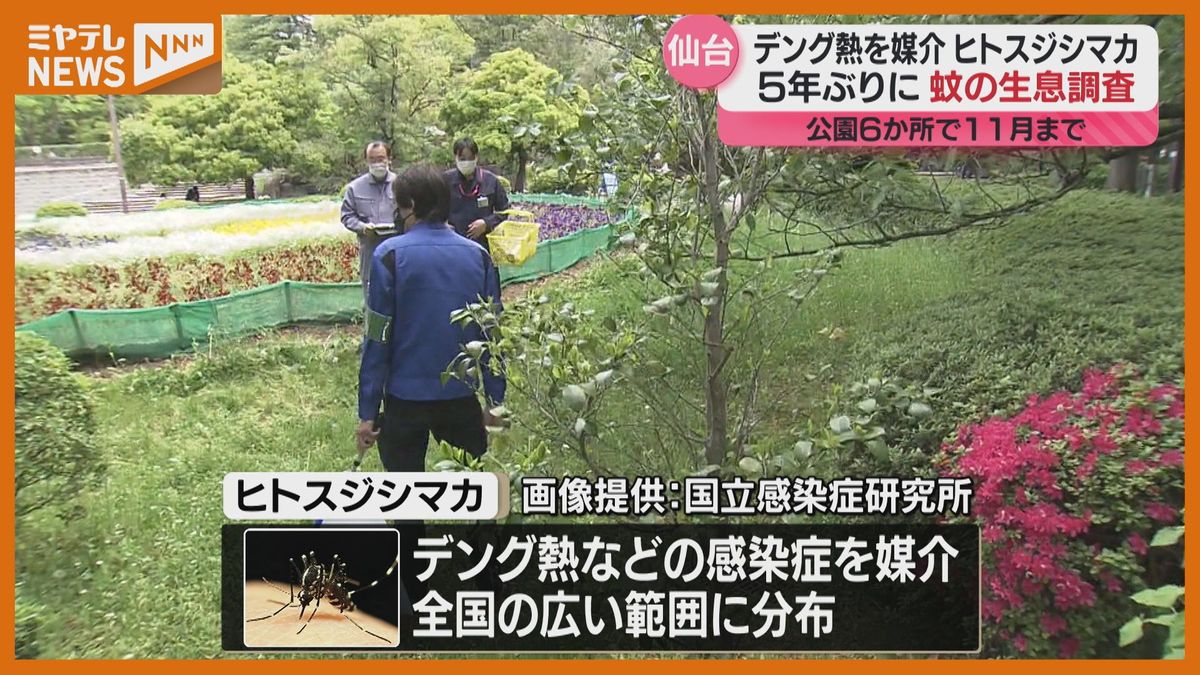 5年ぶりに蚊の生息調査開始　方法は「調査員が8分間立ち、近づいてきたら捕獲」