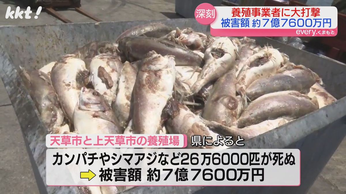 死んだ魚が入ったバケツ