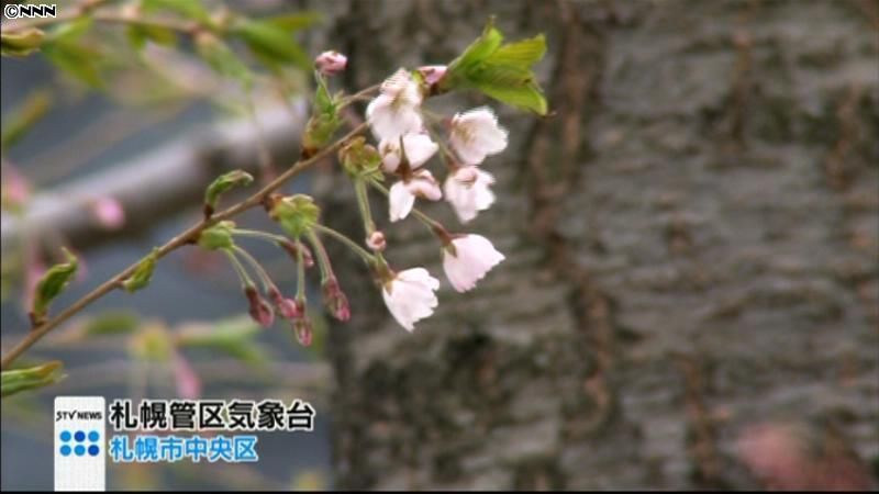 札幌でサクラ開花　２番目に遅い記録