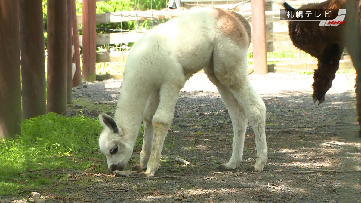 生後１５日　アルパカの赤ちゃん一般公開