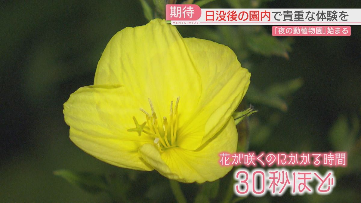 花開く瞬間を観察できる