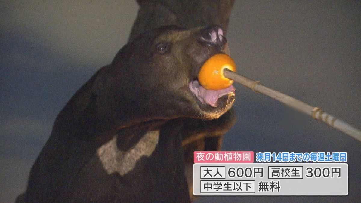 マレーグマの食事