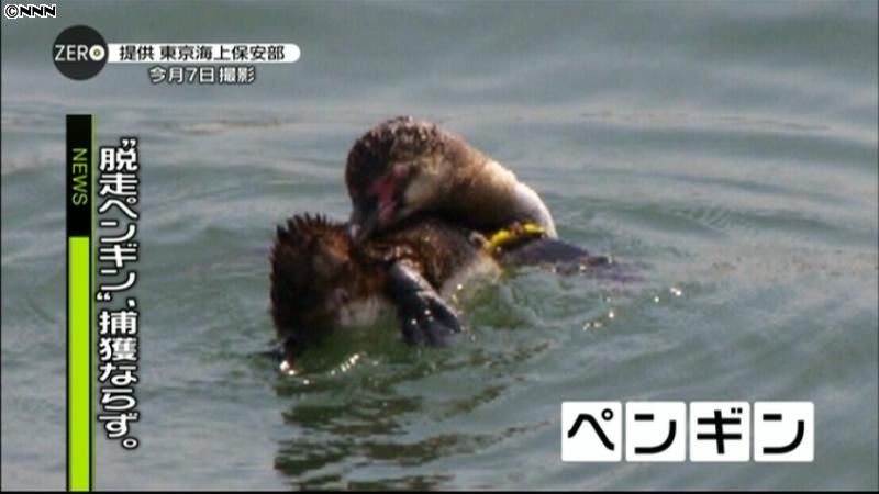 脱走ペンギン、東京湾で目撃　捕獲ならず