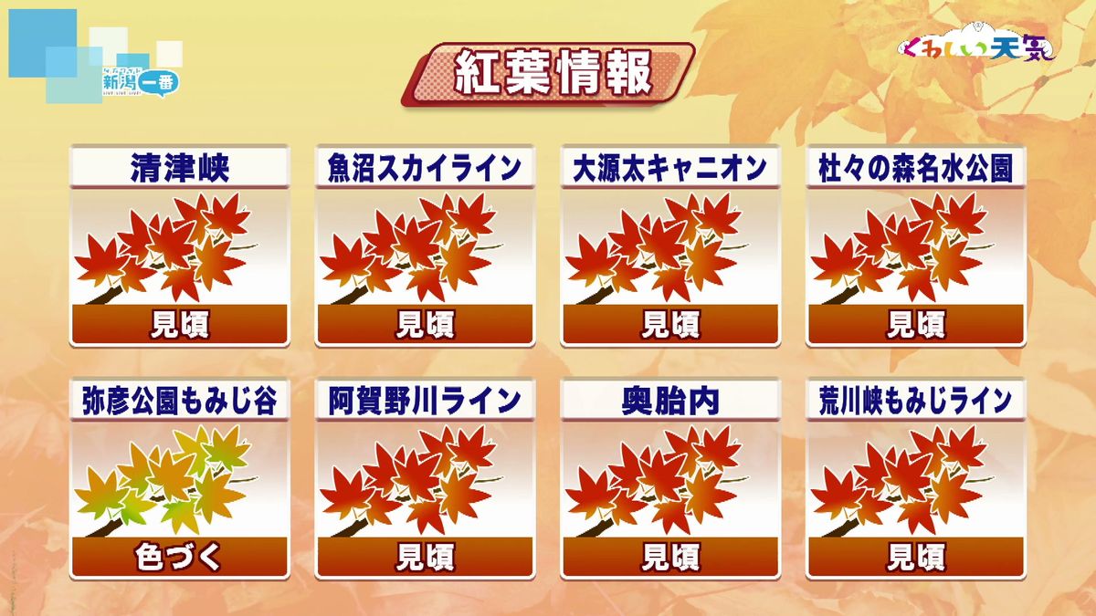 【紅葉情報】県内各地で見ごろ　9日、10日の週末は紅葉狩り日和となる予想　《新潟》