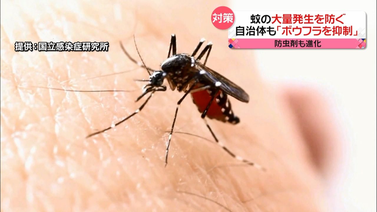 専門家に聞く】「蚊の大量繁殖」防ぐには？ 夏を前に…蚊の発生源をチェック｜日テレNEWS NNN