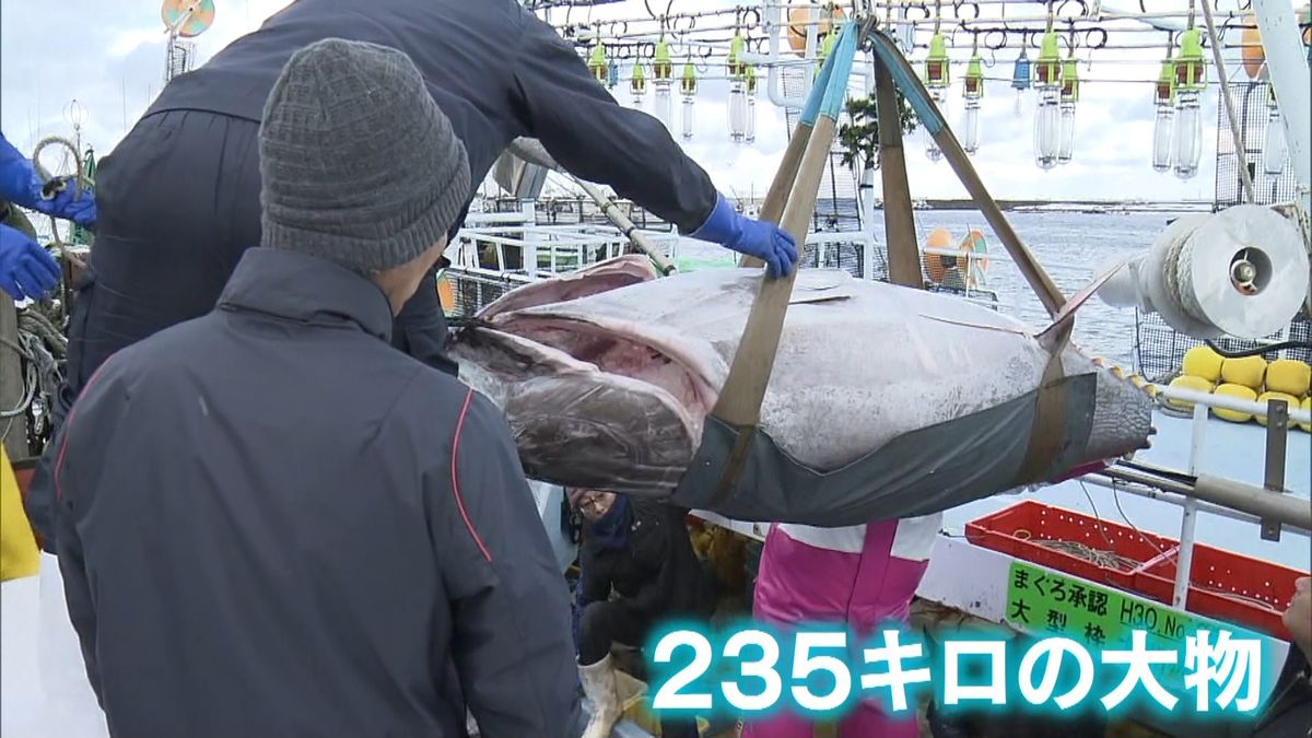 ２００キロ超の大間マグロ水揚げ　青森