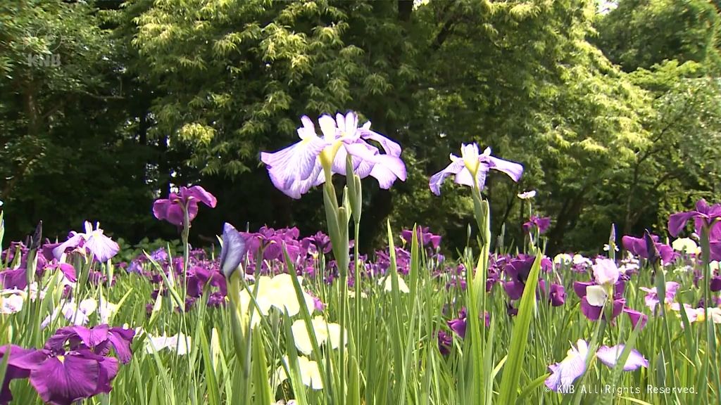 生育不良から回復　多くのハナショウブ咲く　滑川市の行田公園