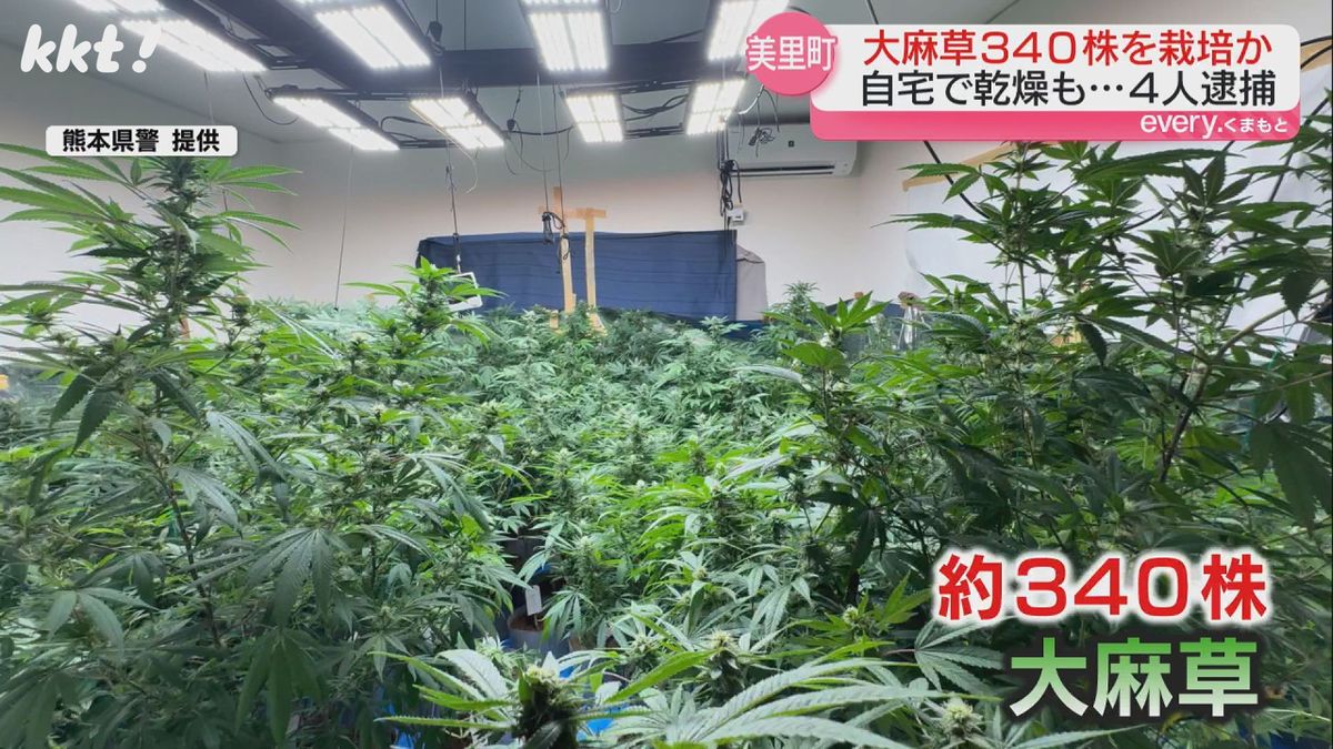 部屋を埋め尽くす340株の大麻草 自宅で栽培などした疑いで男女4人逮捕