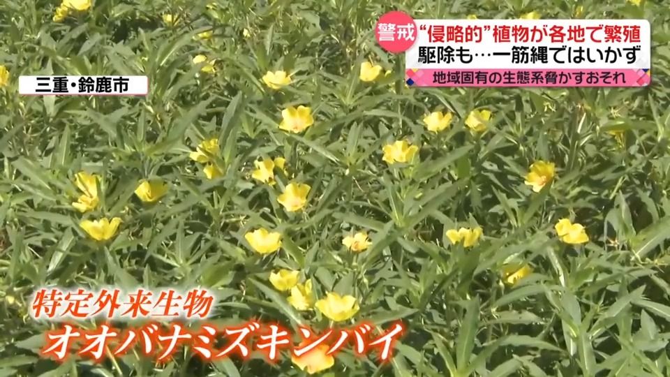 食い止める方法は？　“侵略的”外来植物が各地で繁殖　駆除に苦心…地域固有の生態系を脅かすおそれ